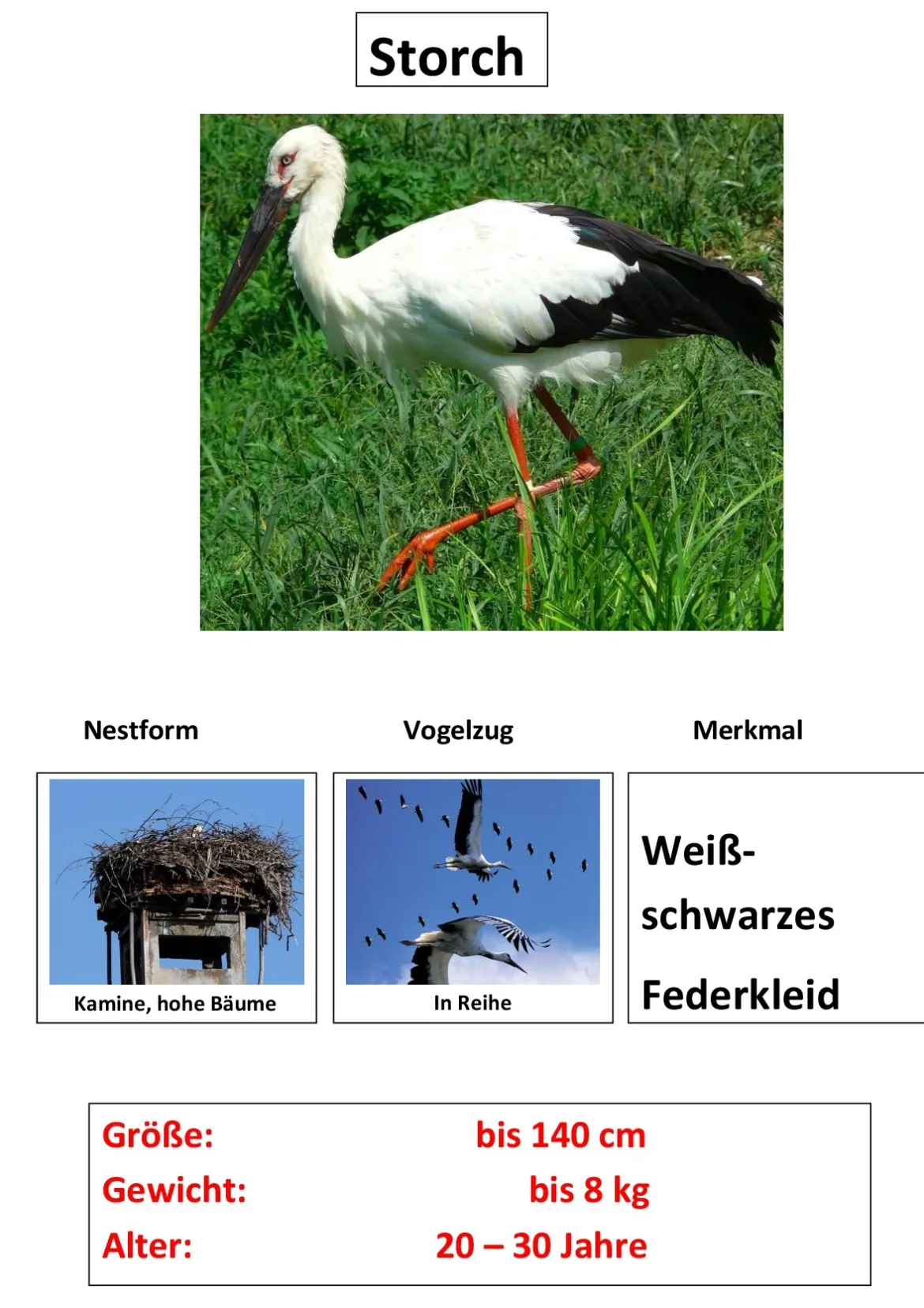 Zugvögel, Magnetset, 24 Teile inkl. Arbeitsblätter