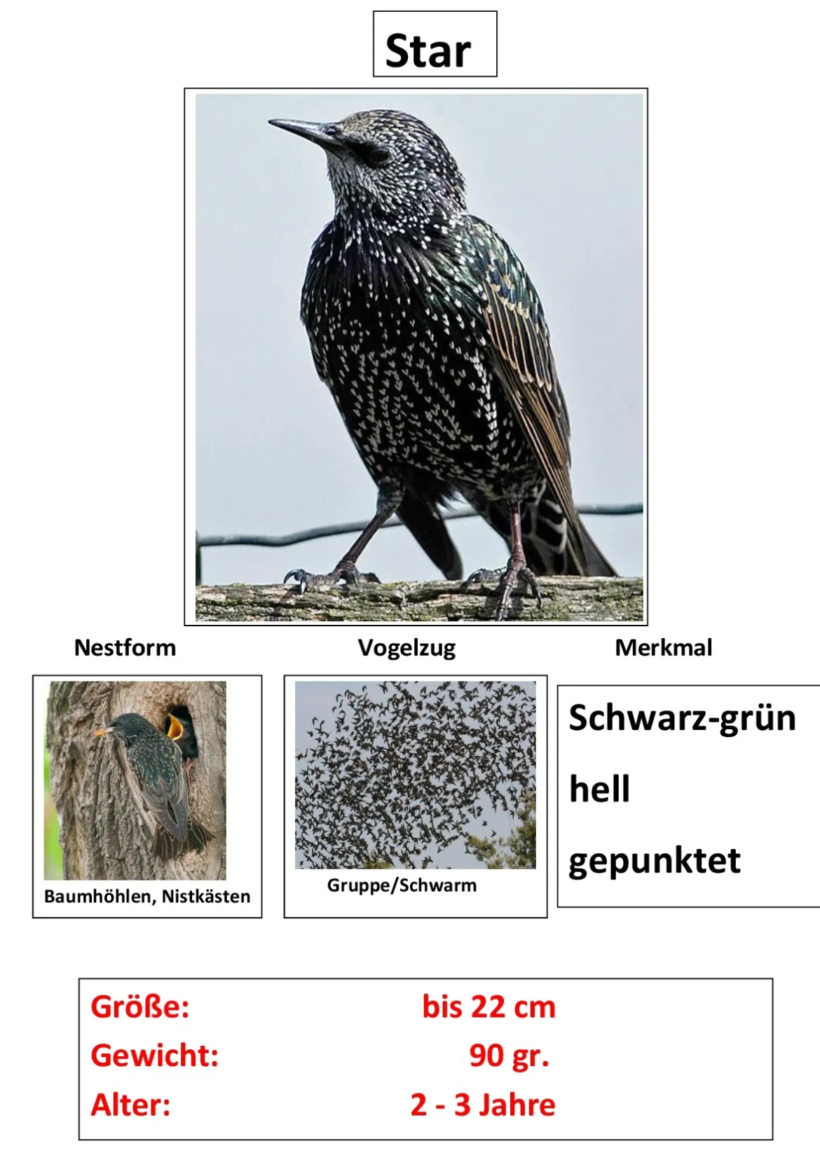 Zugvögel, Magnetset, 24 Teile inkl. Arbeitsblätter